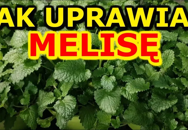 Melisa jak uprawiać – proste metody, które zapewnią udane zbiory