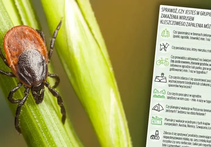 Kleszcz zabija? Poznaj realne ryzyko i skuteczną obronę