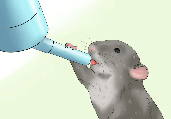 Una rata gris bebe agua de un dispensador azul. Esto nos muestra que las ratas comen y beben para sobrevivir.