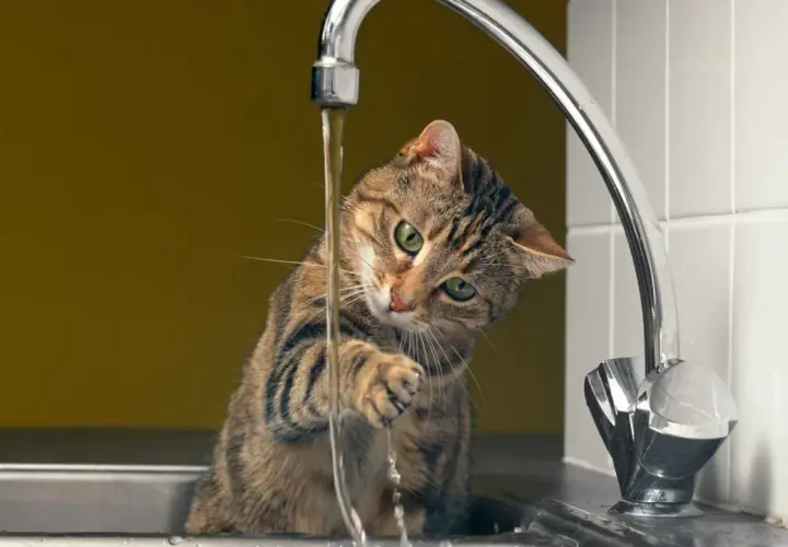 Gato juguetón con grifo abierto, parece que mi gato no bebe agua, prefiere jugar con el chorro.