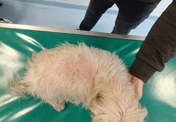 Pies z objawami zespołu Cushinga, z przerzedzoną sierścią i zaczerwienioną skórą na grzbiecie, leży na zielonym stole weterynaryjnym.