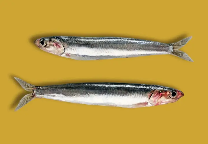 Dos boquerones frescos, listos para la cocina. ¡Anchoa y boquerón es lo mismo!