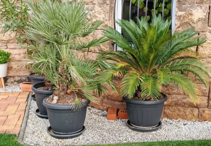 Zwei verschiedene palmen arten in Töpfen vor einer Steinwand. Eine Palme hat fächerförmige Blätter, die andere hat gefiederte Blätter.