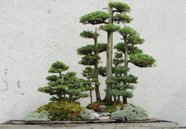 Jak zrobić bonsai z tui - proste kroki do pięknego drzewka bonsai