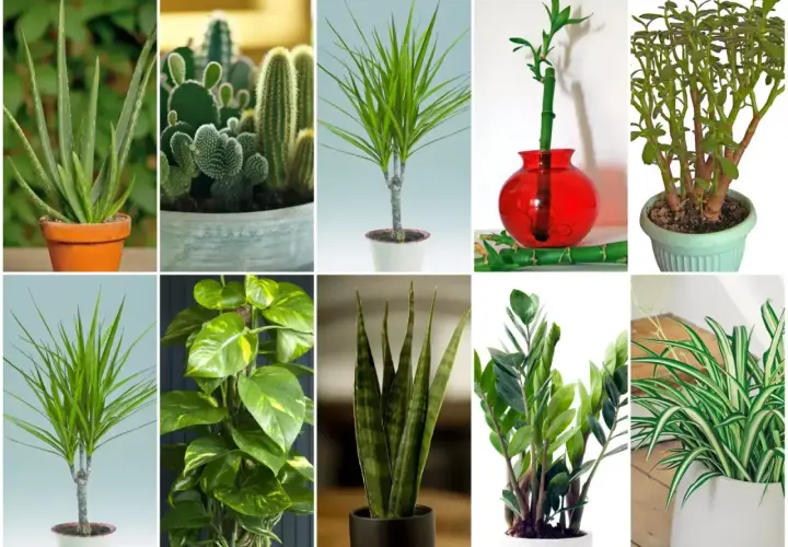 Kolekcja kwiatów doniczkowych: aloes, kaktusy, dracena, bambus, grubosz, epipremnum, sansewieria, zamiokulkas, zielistka.