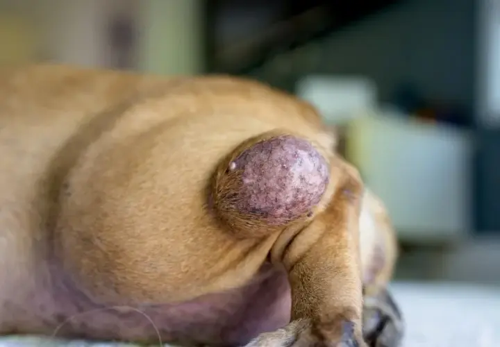 Histiocytoma u psa: Objawy, diagnostyka i co pokazują zdjęcia?