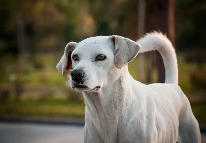 Cane bianco con sguardo intenso, forse un cane con rabbia, in un ambiente naturale sfocato.