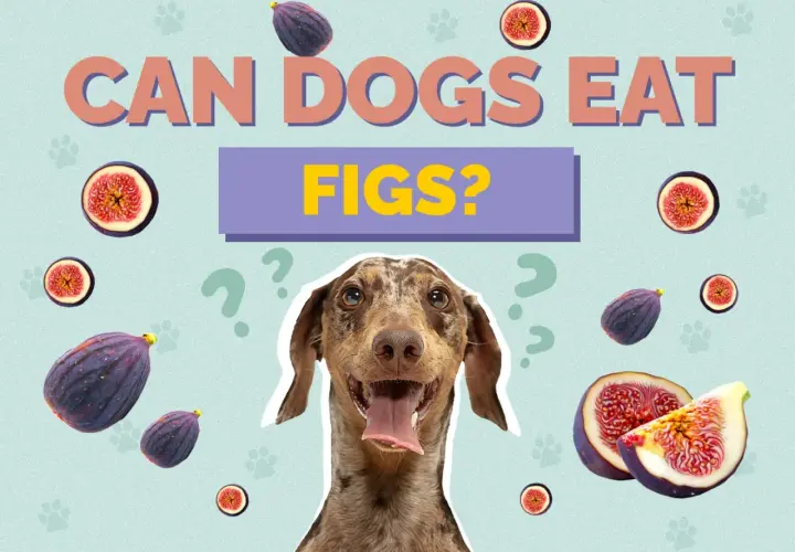 A dog looks up curiously, surrounded by whole and sliced figs, with the question "CAN DOGS EAT FIGS?" prominently displayed.