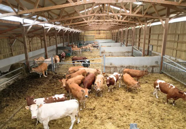 Vue d'ensemble d'un bâtiment d'engraissement bovin avec plusieurs enclos remplis de vaches de différentes couleurs.