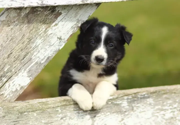 Border collie linia show: co musisz wiedzieć przed zakupem szczeniaka
