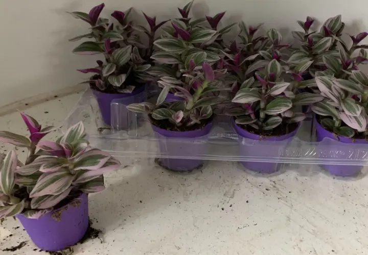 Kilka małych sadzonek Tradescantia Nanouk w fioletowych doniczkach, gotowych do rozsadzenia.