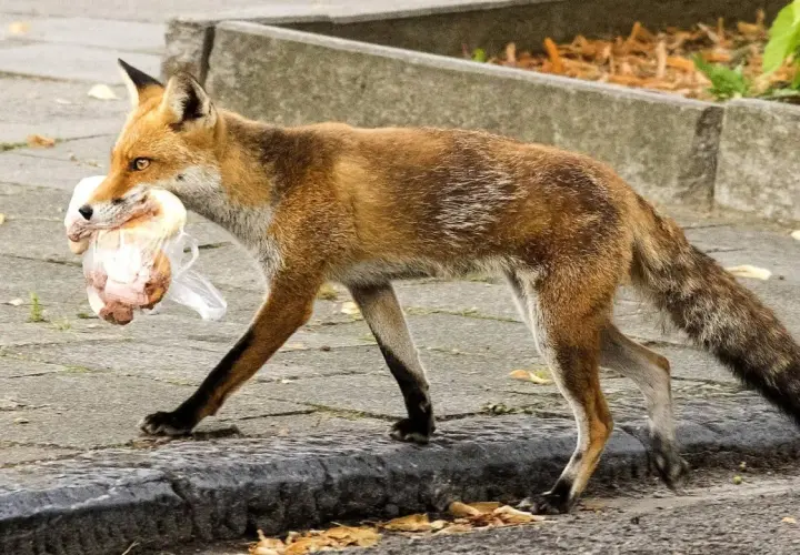 Ein Fuchs mit Beute im Maul, der über den Gehweg schleicht. Man fragt sich, wie bellt ein Fuchs, wenn er so beschäftigt ist.