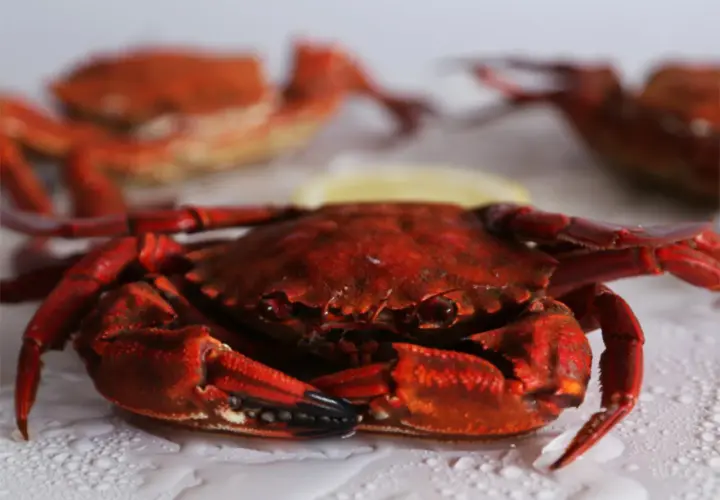 Una nécora gallega cocida, de color rojo intenso, reposa sobre una superficie con gotas de agua. Al fondo, otras dos nécoras.