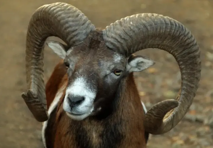 Un carnero salvaje con cuernos curvos y majestuosos. Las ovejas tienen cuernos impresionantes que muestran su fuerza.