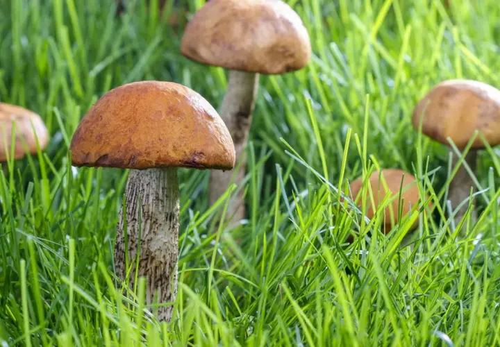 Mehrere komische Pilze mit orangebraunen Hüten und gemusterten Stielen wachsen im saftigen grünen Gras.