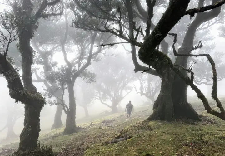 Ein Wanderer durchquert den mystischen Feenwald auf Madeira, wo moosbewachsene Bäume im Nebel wie alte Riesen stehen.