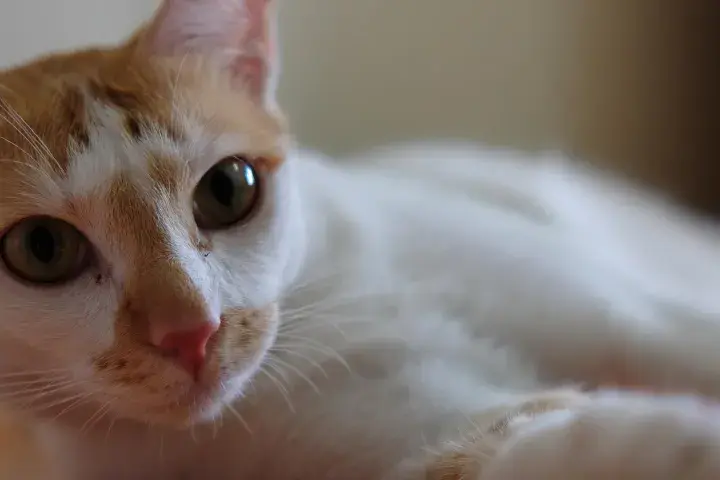 Gato blanco y naranja con ojos verdes, parece que mi gato huele mal.