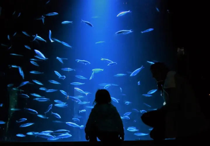 Ozeaneum w Niemczech - największe oceanarium i jego fascynujące atrakcje