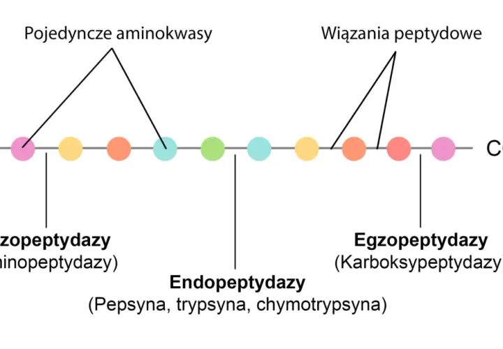 Schemat pokazuje działanie enzymów trawiących białka: egzo- i endopeptydaz, rozkładających łańcuch aminokwasów.