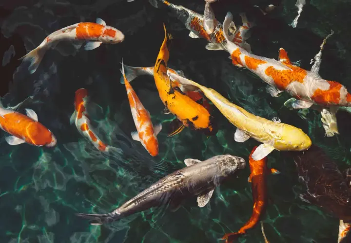 Un estanque lleno de peces koi de colores vibrantes, naranjas, blancos y amarillos, nadando en aguas cristalinas. Es como soñar con peces.