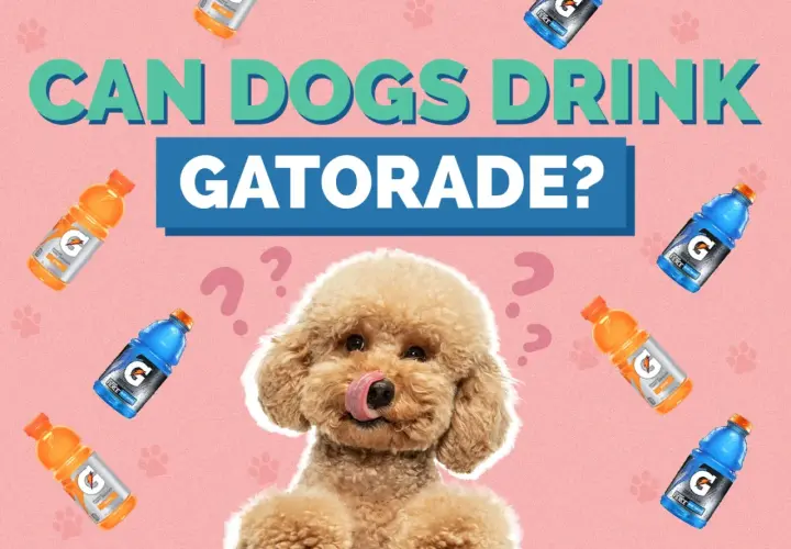 A fluffy dog looks up curiously surrounded by Gatorade bottles and question marks, asking "Can dogs drink Gatorade?