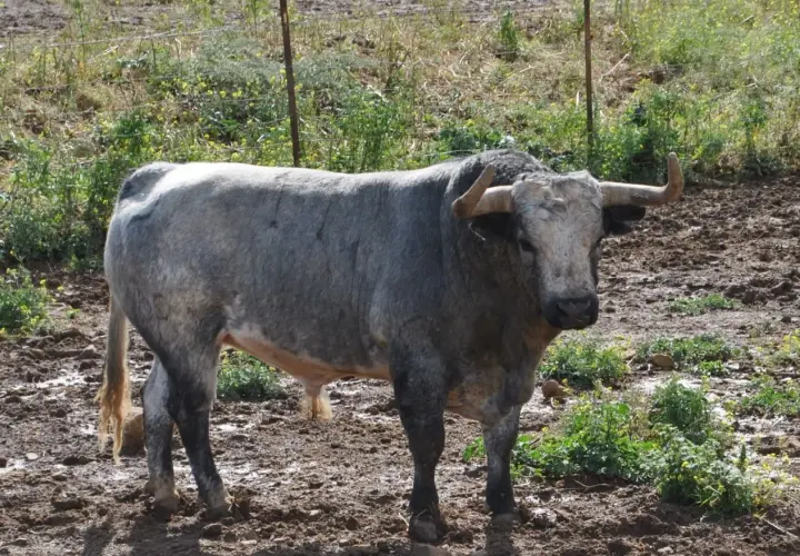 Toro bravo de ganadería rehuelga, con imponente cornamenta, pastando en un terreno embarrado y con vegetación.
