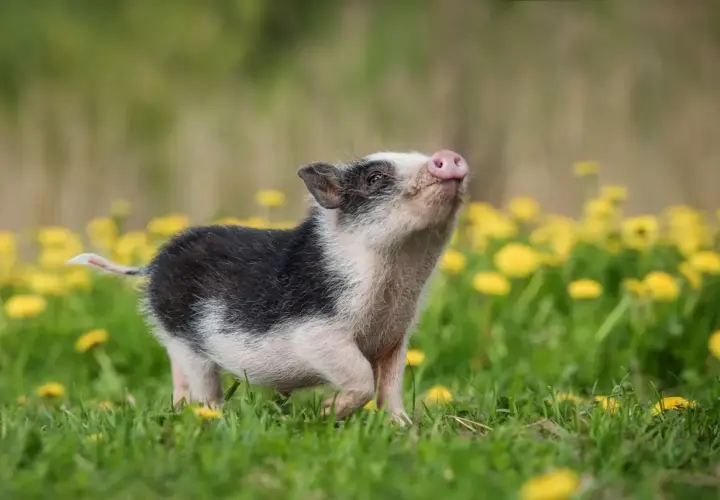 Un adorable cochon nain, issu d'un élevage en France, gambade joyeusement dans un champ de pissenlits.