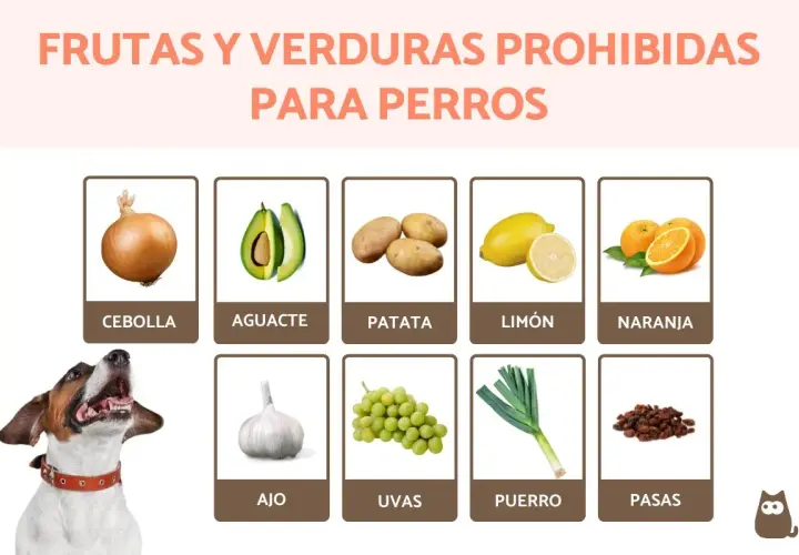 Lista de alimentos prohibidos para perros: cebolla, aguacate, patata, limón, naranja, ajo, uvas, puerro y pasas. ¡Cuida a tu mascota!