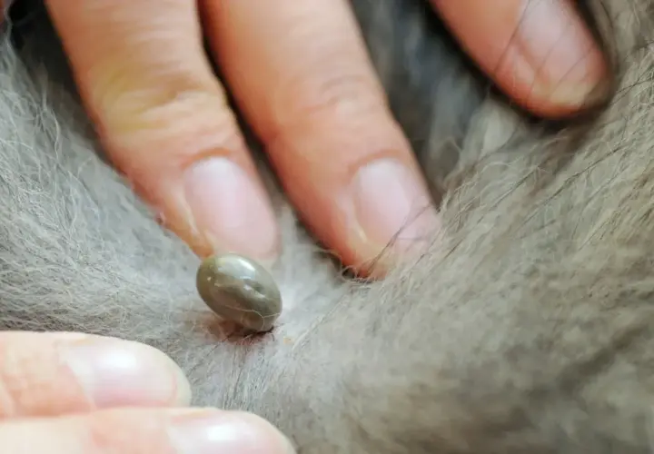 Una zecca incarnita sul pelo di un cane, vista da vicino. Le dita di una persona la stanno esaminando.