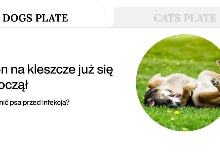 Szczeniak przewraca się na zielonej trawie.