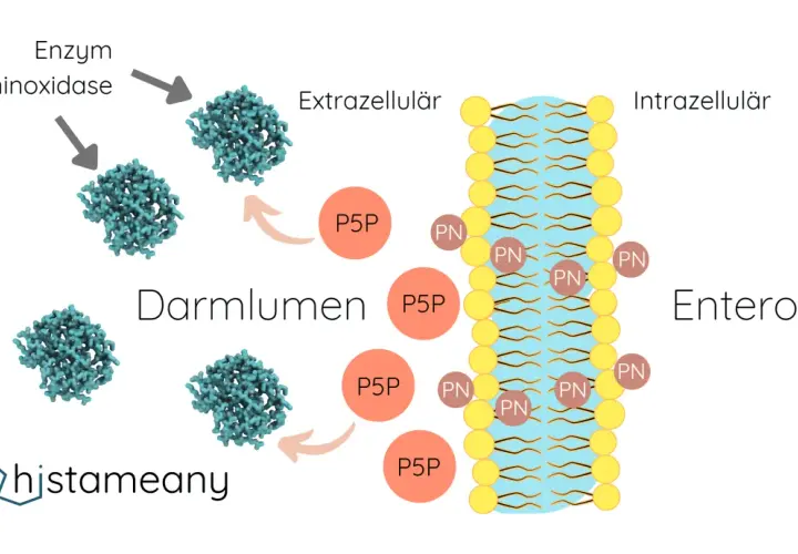 P5P (Vitamin B6) wird im Darm von Diaminoxidase verarbeitet. Die Wirkung von P5P ist die Aufnahme in Enterozyten.
