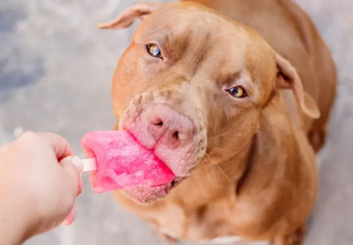 Ein brauner Hund schleckt genüsslich ein pinkes Hundeeis. Ein tolles Hundeeis Rezept für heiße Tage!