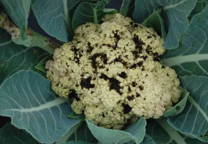 Cavolfiore con macchie scure, sintomo di malattie. Le foglie verdi circondano la testa malata.