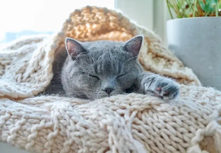 Un gato gris duerme acurrucado bajo una manta tejida. Parece que los gatos pasan frío y buscan calor.
