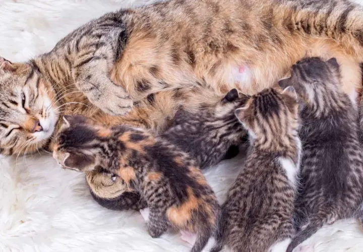 Una gata madre con sus recién nacidos gatitos mamando. El parto de una gata ha sido exitoso, creando esta tierna escena.