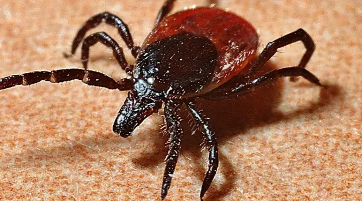 Objawy Borrelia afzelii: Jak rozpoznać zakażenie i uniknąć powikłań