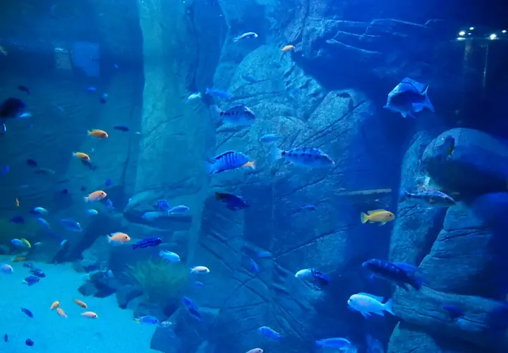 Oceanarium Kraków: Co warto wiedzieć o atrakcjach i projektach?