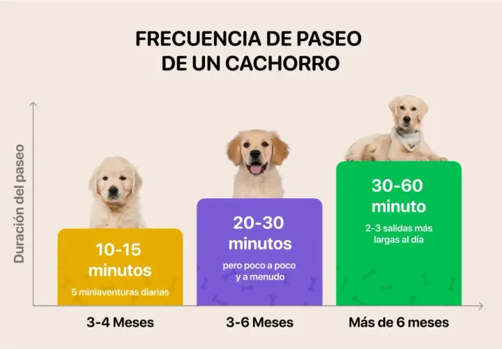 La frecuencia de paseo de un cachorro varía: 10-15 min (3-4 meses), 20-30 min (3-6 meses), 30-60 min (más de 6 meses).
