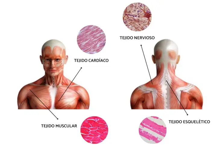 Anatomía muscular: Torso y espalda con micrografías de tejido muscular, cardíaco, nervioso y esquelético.