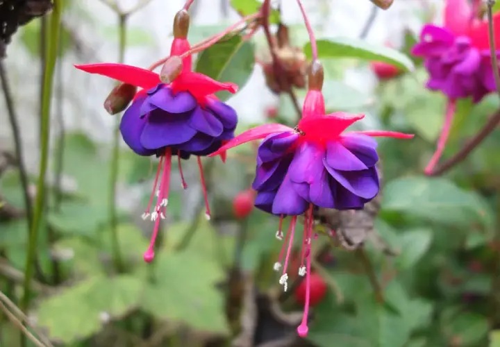 Deux fleurs de fuchsia aux pétales violets et roses vifs pendent gracieusement.