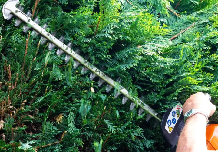 Ein Mann mit einer Stihl Heckenschere schneidet eine dichte grüne Hecke in Bayern.