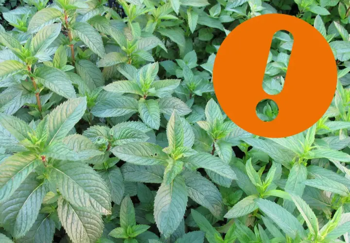 Frische Minzblätter, ideal für pfefferminztee am abend. Ein orangefarbenes Ausrufezeichen hebt die besondere Qualität hervor.