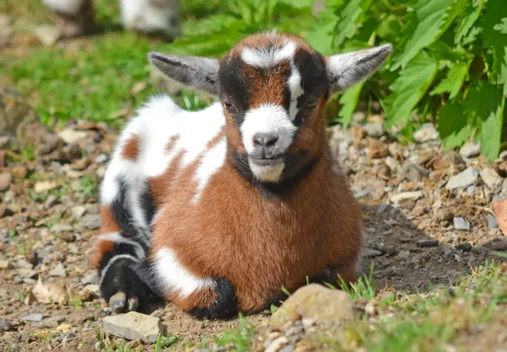 Adorable chèvre extra-toy, un bébé plein de vie, profite du soleil. Sa durée de vie promet de longues aventures.