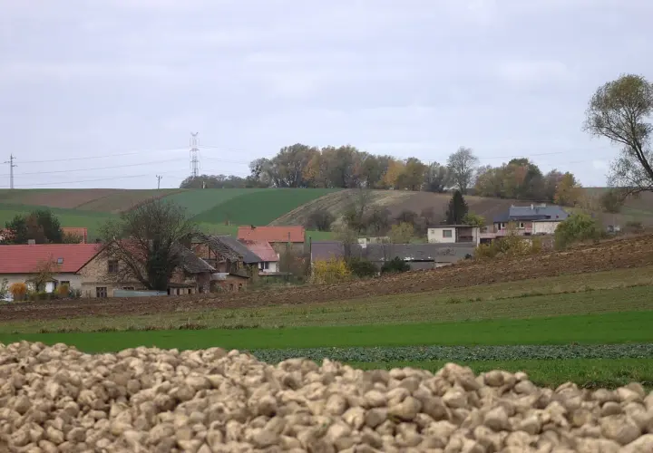 Krajobraz wsi Błażejowice z polami i domami. Na pierwszym planie stos buraków cukrowych.