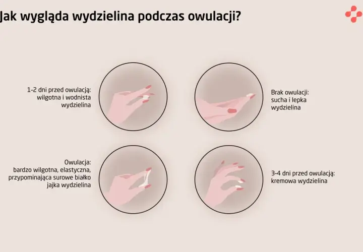 Owulacja: Co to? Jak rozpoznać i wykorzystać w planowaniu ciąży?