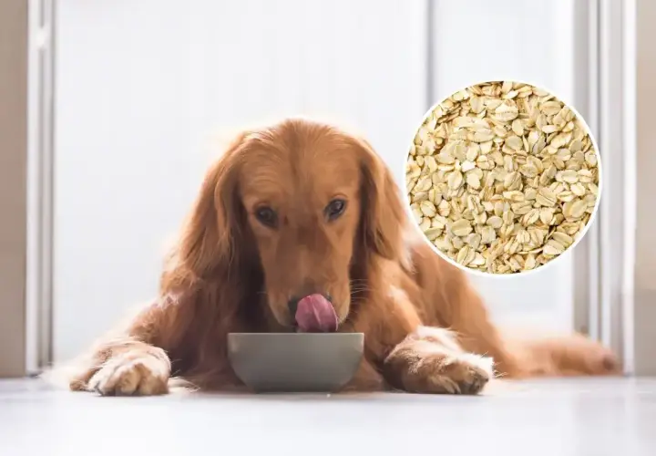 Złoty retriever liże miskę, zastanawiając się, czy pies może jeść płatki owsiane. Obok widać zbliżenie na płatki.