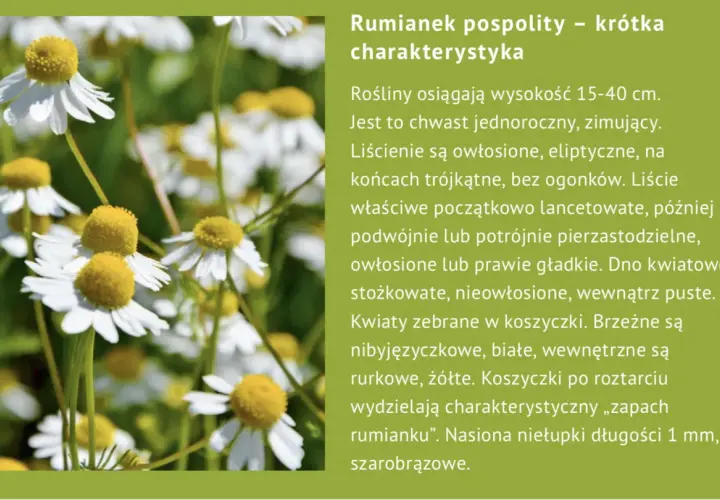 Kwiaty rumianku pospolitego, znane z licznych właściwości leczniczych, z białymi płatkami i żółtym środkiem, na zielonym tle.