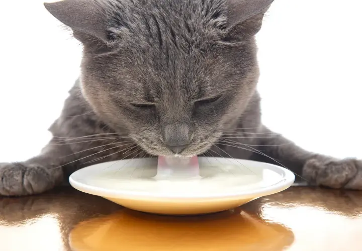 Gato gris bebe leche de un plato blanco.