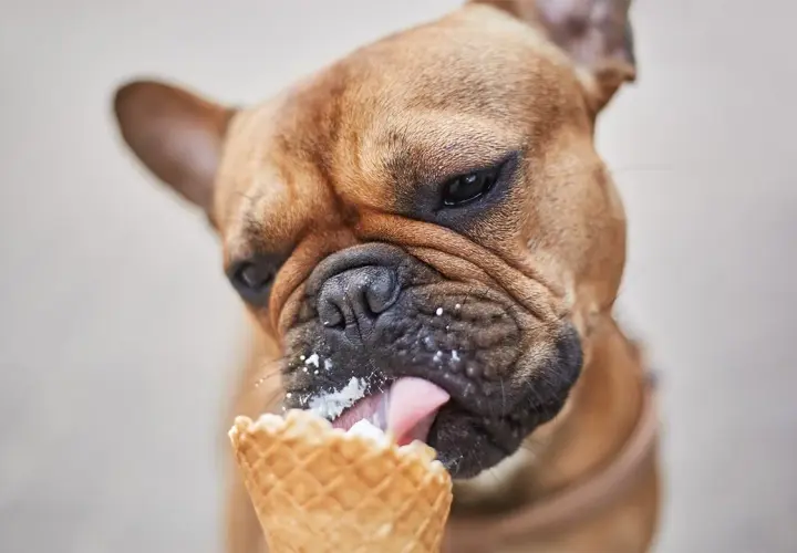 Czy pies może jeść lody? Poznaj ryzyka i bezpieczne zamienniki