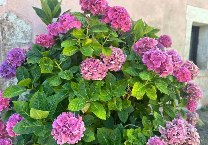 Un buisson d'hortensias aux fleurs roses et violettes, un spectacle pour les yeux. La fleur d'hortensia est magnifique.